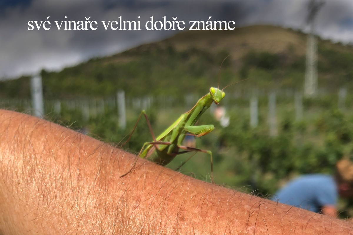 vinaři